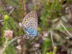 Silver-studded Blue