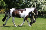 SIAL4177
