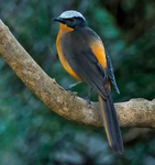 White Crowned Robin Chat