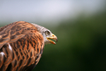 Red Kite _AGT049