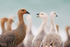 Upland Geese heads, Carcass Island, Falklands