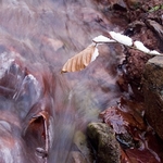 Stream-Leaf-1-1317