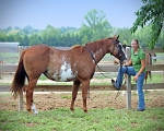 Haleys Horse_011
