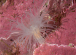Protanthea simplex