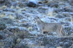 Young male Puma, frosty ground, Torres del Paine, Chile