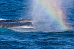 Humpback Rainbow Blows 1 0A3A6148