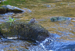 Dipper