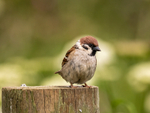 Tree Sparrow