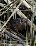 Virginia Rail