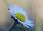 Flowers_ FL038