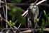 FLB015: Black-crowned night heron