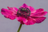 Anemone