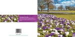 Ref 159 Harrogate Crocus
