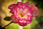 Flora, Botanical Gardens, Burlington