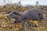 Otter