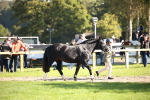 SBM_36542