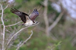 Osprey in flight wings up, Blue Cypress Lake, Florida
