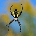 Argiope aurantia (f)