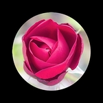 Rosebud-Artistic-Blk