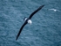 Black-browed Albatross