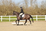 Dressage - Legacy A portfolio