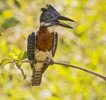 Giant Kingfisher