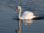 Mute Swan