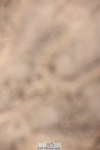241117X-113121-04129