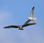 Osprey - Pandion halia...