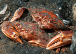 Liocarcinus depurator pair
