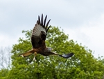 Red Kite