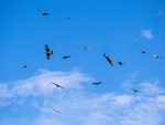 Red Kite