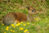 Dik-dik
