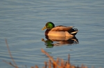 Mallard