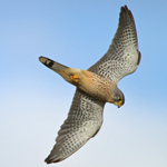 Kestrel (male) banking sharply at Otmoor