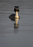 GREAT CRESTED GREBES ref Grebe 9