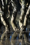 Mangrove swamps