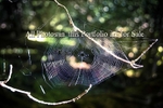 Purple Web