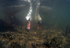 Mute Swans (Cygnus olor) feeding underwater in Somerset.