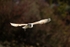 Barn Owl 1