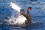 Male Swan Performing 1. 0A3A0648