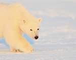Polar Bear cub close, Svalbard, Norway