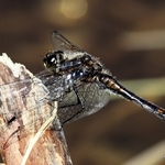 Black Darter (Sympetrum danae) M