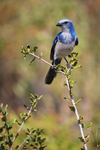 Florida Scrub-Jay perched, Shamrock Park, Venice, Florida