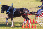 Harness Driving Challenge 6. 0A3A9644