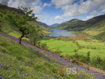 Spring bluebells, Tal-y-llyn
