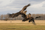 White-tailed Eagle   (confrontation)