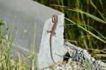 Common Wall Lizard