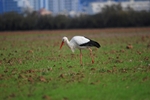 White Stork