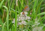 Meadow Browns